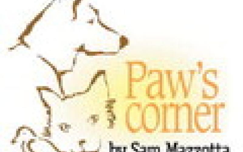 Hot pavement is a danger to pets