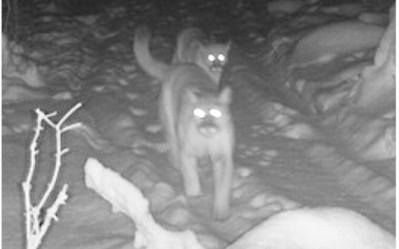 An adult cougar walks down a trail in the Upper Peninsula followed by two cougar cubs on Dec. 6, 2025. The DNR verified this photo from a private trail camera by enhancing the image to verify the existence of the three cougars, including the cub bringing up the rear.