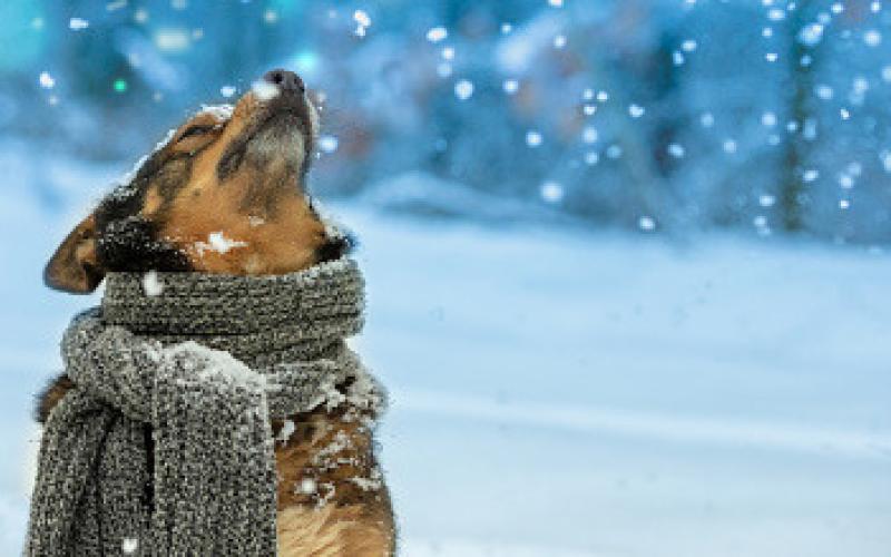 Animal shelter provides cold weather tips for animal care