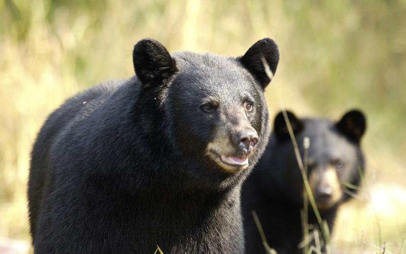 Hungry black bears are emerging from their winter dens and can smell bird seed and the grease on a backyard grill from a mile away.
