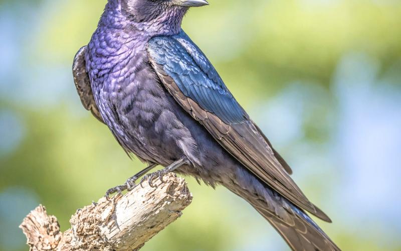 Purple Martin