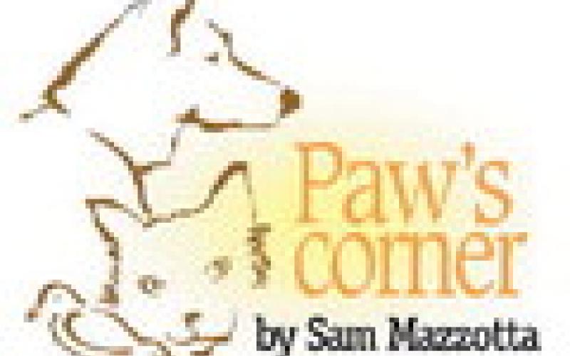 What happens when my dog gets Lyme?