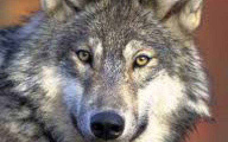 Gray wolf. U.S. FISH &amp;amp; WILDLIFE SERVICE