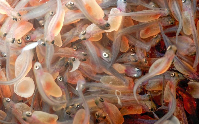 Approximately 4.2 million steelhead eggs were collected during spring 2026 for Michigan’s state fish hatcheries.