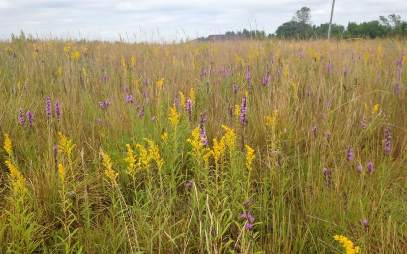 Prairies with many wildflowers are good habitat for pollinators and other wildlife species. RUTH THORNTON