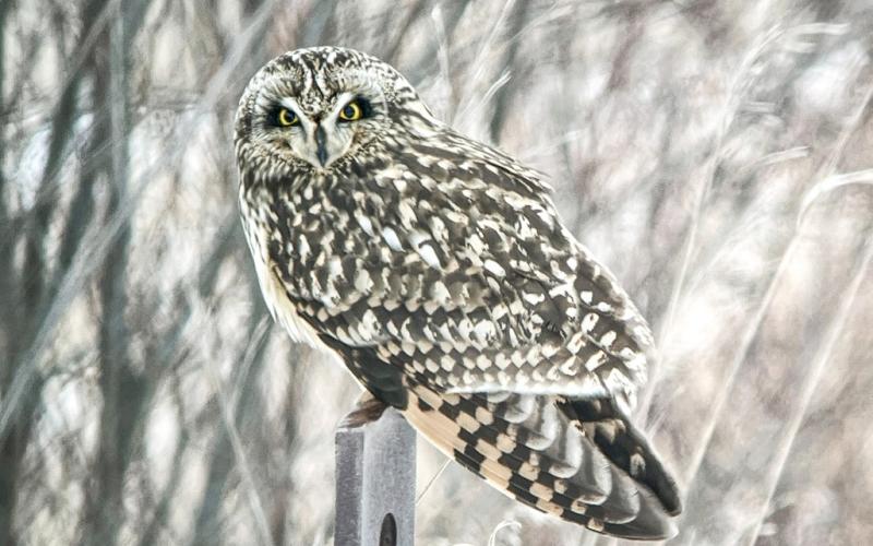Short-eared Owl
