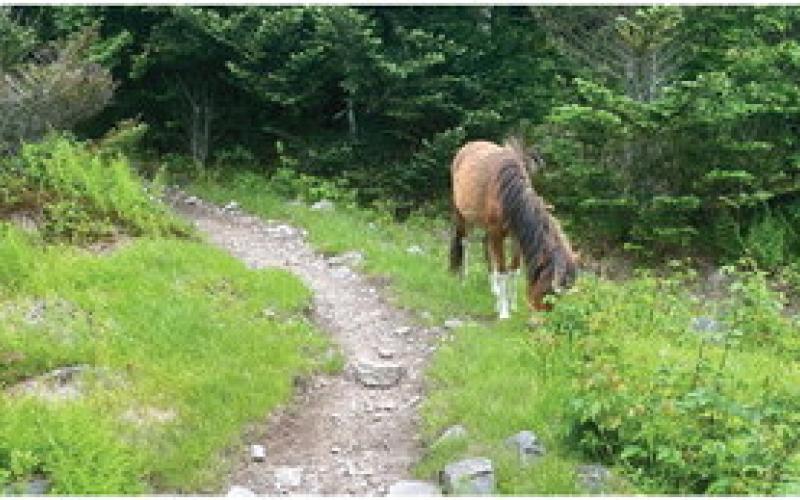 Wild ponies run free in the Grayson Highlands.