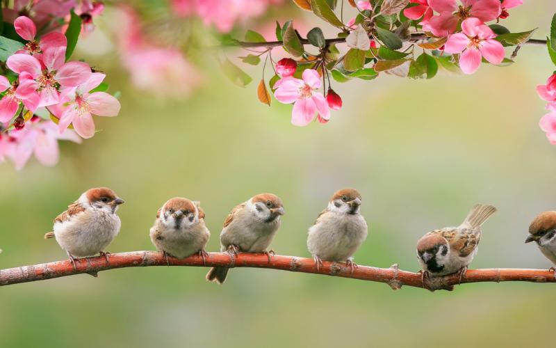 What spring means to you