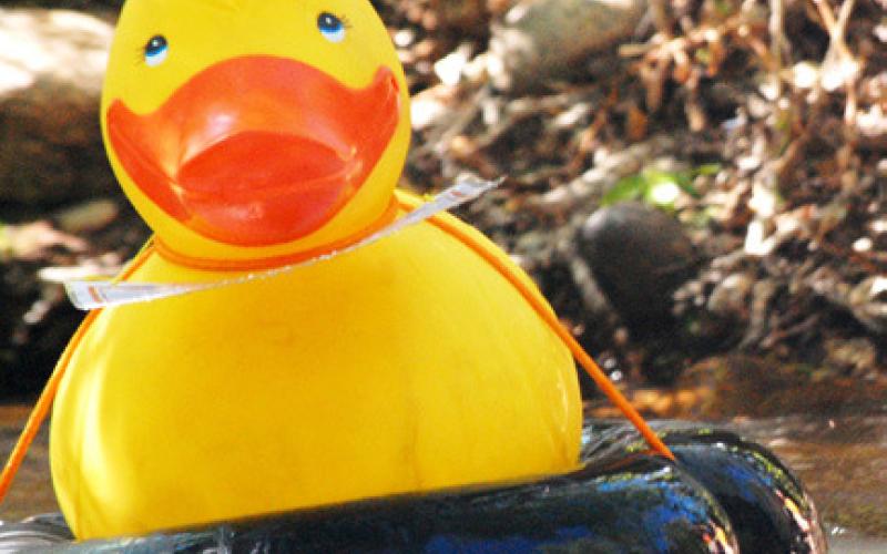 Great Cedar River Duck Race slated