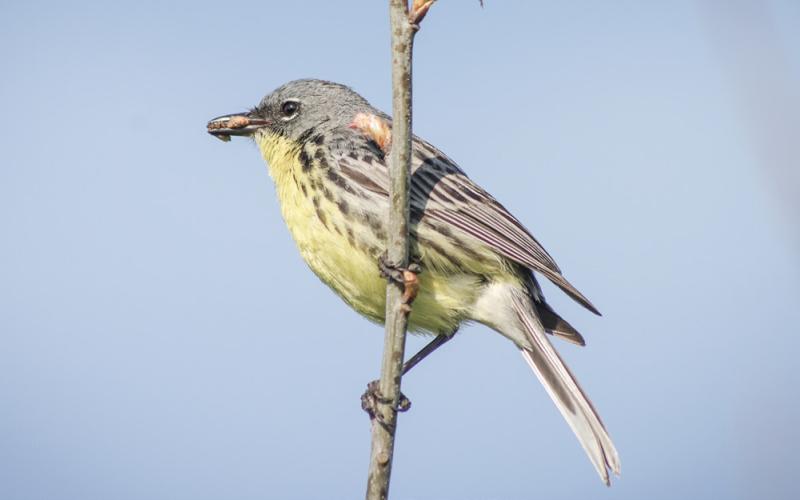 Kirtland’s warbler