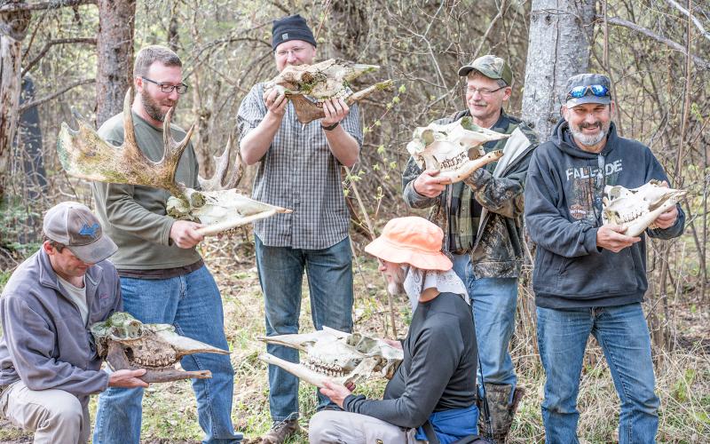 Moose lessons: What they can teach us about human aging