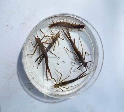 Citizen scientists return to the Cedar River for Spring Stream Sampling