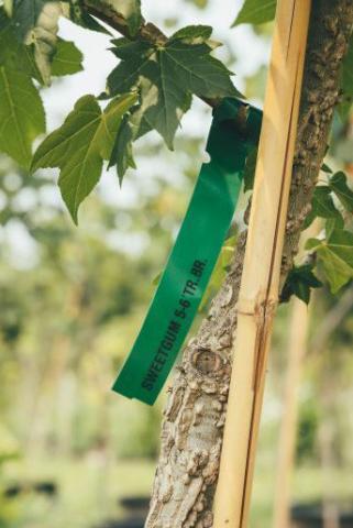 A sweet gum tree in the nursery, waiting to be planted.