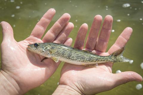 Seven species were stocked this fall: Atlantic salmon, brook trout, brown trout, lake trout, rainbow trout, walleye and muskellunge.