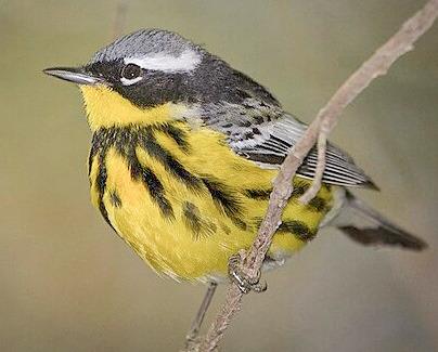 Magnolia Warbler
