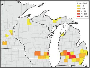 A heat map of lesser celandine infestations by county in Michigan, Wisconsin and Minnesota. MIPN