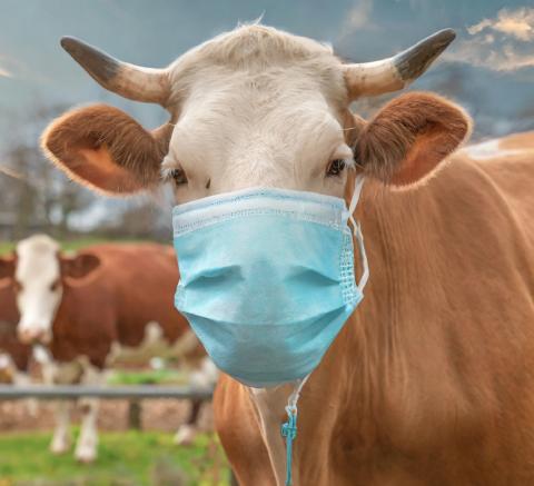 Farmers, backyard poultry owners must tighten and heighten biosecurity to protect their animals from bird flu