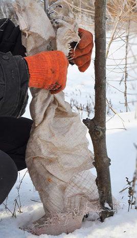 How to Cover & Protect Young Trees in Winter