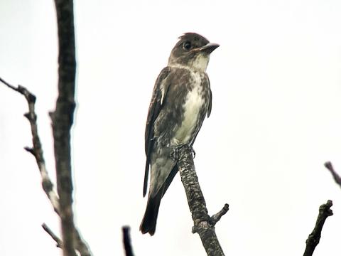 Olive-sided Flycatcher