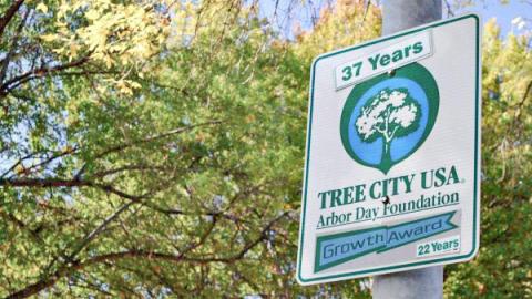 Communities can become “Tree City USA” certified by demonstrating dedication to effective urban forest management.