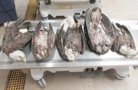 Michigan DNR conservation officers are requesting assistance with any information regarding five deceased eagles that were located in Delta County’s Garden Peninsula April 3-17. Anyone with information is asked to contact the DNR’s Report All Poaching Hotline by calling or texting 800-292-7800. Tipsters may remain anonymous and be eligible for a cash reward.