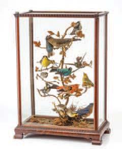 Antique taxidermy