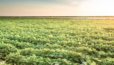 Soybean tariffs challenge Michigan growers