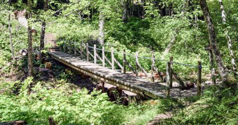 A wooden bridge along a trail in a lush, green forest at the Porcupine Mountains is shown.