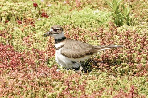 A killdeer on the green roof at the Ford Rouge Plant in Dearborn. DON RUSSELL, FORD MOTOR CO.
