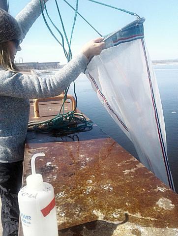 Scientists find proof of invader established in Lake Superior
