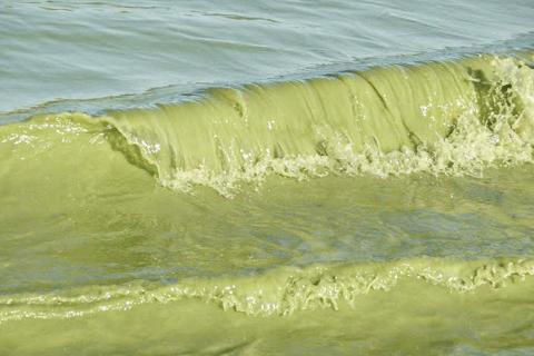 Since the 1990s, algae blooms have become increasingly common each summer in western Lake Erie. Blooms are caused by an overabundance of nutrients, namely phosphorus, that spills into the lake off farms. NATIONAL OCEANOGRAPHIC AND ATMOSPHERIC ADMINISTRATION