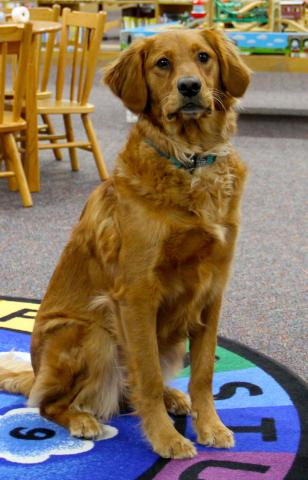 Gladwin County District Library dog, Izzy.