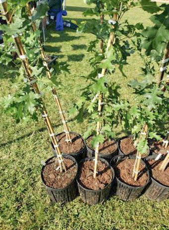 Apply for Michigan’s $100,000 tree planting grant program