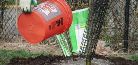 Give young trees a nice drink of water when it’s hot outside