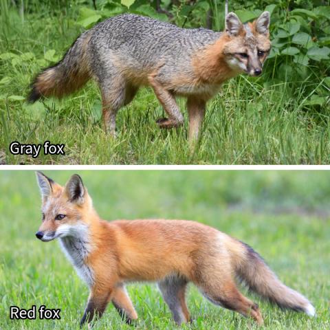 Gray fox and red fox comparison: Gray fox (top) and red fox (bottom). Gray foxes are generally smaller than red foxes, with salt-and-pepper gray fur and a black stripe down the tail, and have shorter legs. Unlike red foxes, gray foxes are skilled climbers and can climb trees to escape predators or search for food.