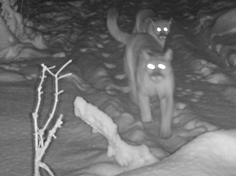 An adult cougar walks down a trail in the Upper Peninsula followed by two cougar cubs on Dec. 6, 2025. The DNR verified this photo from a private trail camera by enhancing the image to verify the existence of the three cougars, including the cub bringing up the rear.