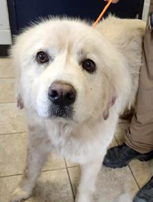 PET OF THE WEEK