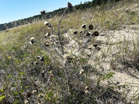Pitcher’s thistle photographed in Great Lakes Coastal dune habitat. ANDREW BOWKER/USFWS
