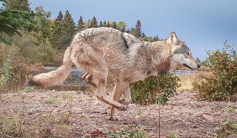 Wolves hit Isle Royale camps in search of food