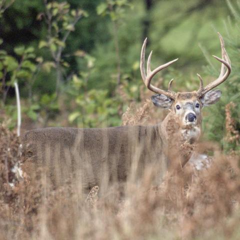 Natural Resources Commission approves deer regulation changes