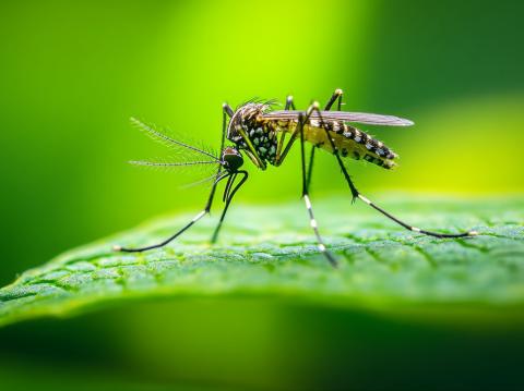Human eastern equine encephalitis case confirmed