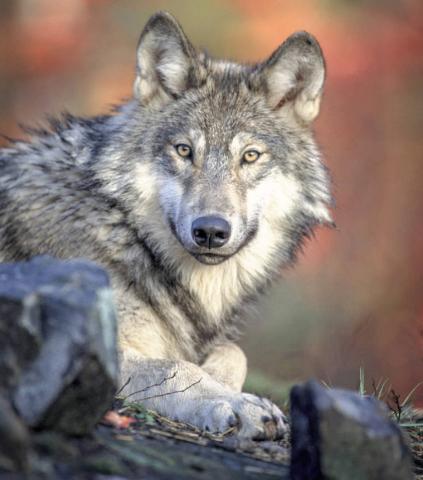 Latest DNR survey shows stable wolf population in Michigan