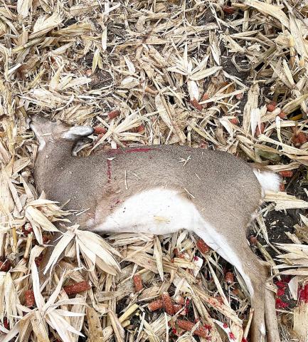A 26-year-old Clinton County man faces 50 counts of firearm and wildlife violations following a lengthy investigation by Michigan DNR conservation officers.