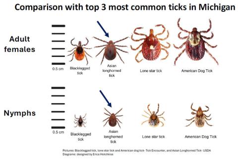 Asian longhorned ticks discovered in Berrien County