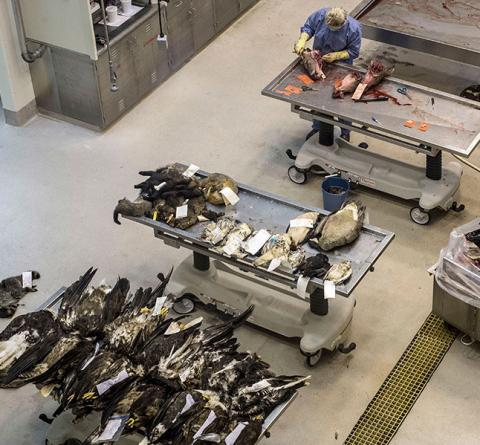 Technicians test deer heads for CWD at the MSU Veterinary Diagnostic Laboratory. TONY CEPAK