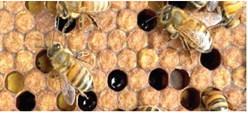 BEEKEEPING CLINIC OFFERED IN CADILLAC