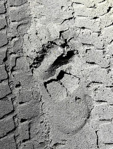 An officer tracked a missing tuber’s footprints along the Au Sable River near Roscommon and into the woods before the man was located by emergency responders.