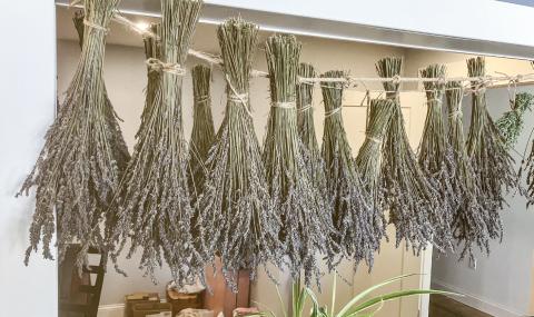 Lavender plants hanging behind the counter are available for sale in bunches at the Greenwood Lavender Ranch Boutique.
