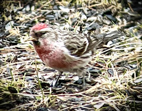 Redpoll