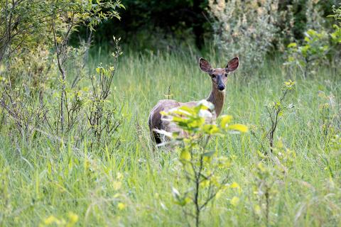 DNR confirms state’s first cases of EHD for 2026